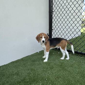 F6 9126 -  Beagle Dog for Adoption in Loxahatchee Groves, Florida - F6 9126 | PetCurious