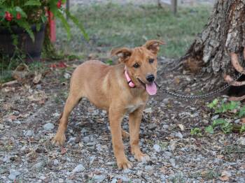 MAYCIE -  Shetland Sheepdog Sheltie Dog for Adoption in Humboldt, Tennessee - MAYCIE | PetCurious