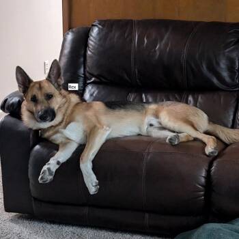 Rex -  German Shepherd Dog and Shepherd Dog for Adoption in Tulsa, Oklahoma - Rex | PetCurious