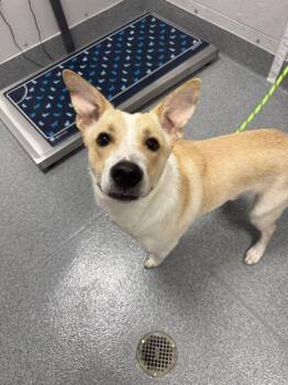 Atari -  Cardigan Welsh Corgi and Mixed Breed Dog for Adoption in Sevierville, Tennessee - Atari | PetCurious