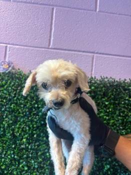 61752064 -  Poodle and Mixed Breed Dog for Adoption in El Paso, Texas - 61752064 | PetCurious