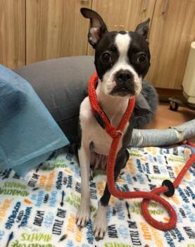 Buffy -  Boston Terrier Dog for Adoption in Kennewick, Washington - Buffy | PetCurious