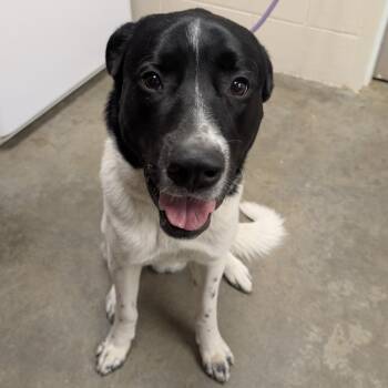 Labrador Retriever Dogs Available for Adoption in Manhattan, Kansas - Rufus | PetCurious