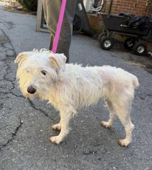 Bubblegum Bucks -  West Highland White Terrier Westie and Mixed Breed Dog for Adoption - Bubblegum Bucks | PetCurious