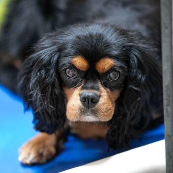 Valentina (AG26-120) -  Cavalier King Charles Spaniel Dog for Adoption in Peyton, Colorado - Valentina (AG26-120) | PetCurious