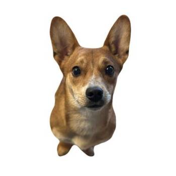 Pedro -  Terrier Dog for Adoption in Red Bluff, California - Pedro | PetCurious