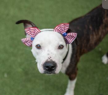 Rescue Mixed Breed Dogs for Adoption in New York, New York - Soda Float | PetCurious