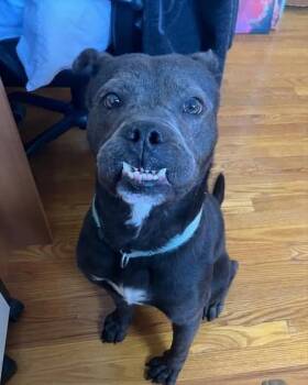 Jid aka jeddy bear -  Labrador Retriever Dog for Adoption in Shiloh, Illinois - Jid Aka Jeddy Bear | PetCurious