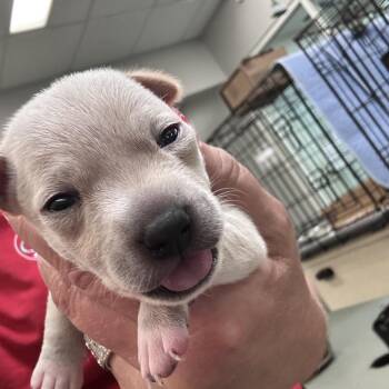 Fraud Claude -  Chihuahua and Pug Dog for Adoption in Westminster, California - Fraud Claude | PetCurious