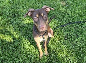 CORDELIA -  Doberman Pinscher and Mixed Breed Dog for Adoption in Omaha, Nebraska - CORDELIA | PetCurious