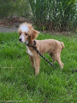 Gizmo -  Poodle Dog for Adoption in Seville, Ohio - Gizmo | PetCurious