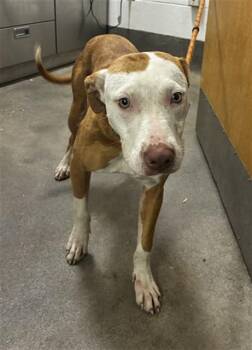 PATTIE -  Pit Bull Terrier and Mixed Breed Dog for Adoption - PATTIE | PetCurious