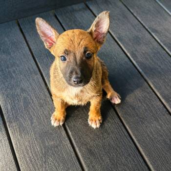 Dancer -  Shepherd Dog for Adoption in Houston, Texas - Dancer | PetCurious
