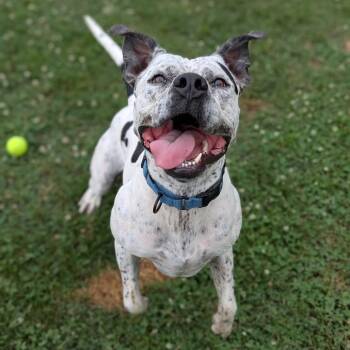 Pepper -  American Staffordshire Terrier and Mixed Breed Dog for Adoption in Ashtabula, Ohio - Pepper | PetCurious