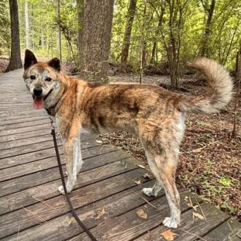 Ulsan -  Jindo and Mixed Breed Dog for Adoption in Richmond, Virginia - Ulsan | PetCurious