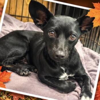 Sonic -  Chihuahua Dog for Adoption in Copiague, New York - Sonic | PetCurious