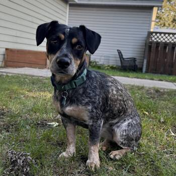 Fergie -  Beagle Dog for Adoption in Minneapolis, Minnesota - Fergie | PetCurious