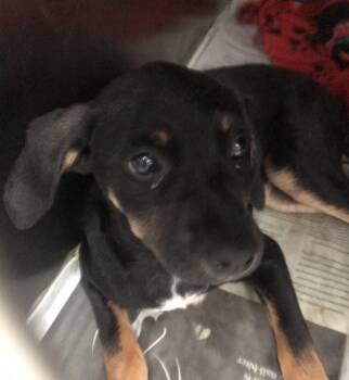 Zoreal -  Mixed Breed Dog for Adoption in Parma, Ohio - Zoreal | PetCurious