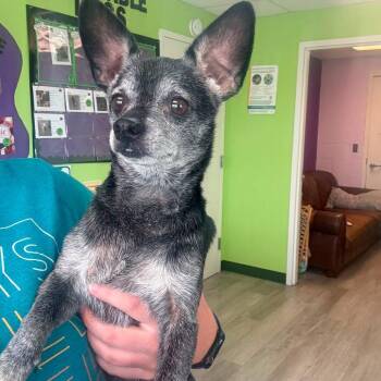PPEM-Stray-19034 -  Chihuahua Dog for Adoption in Emporia, Kansas - PPEM-Stray-19034 | PetCurious