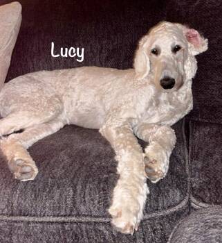 Goldendoodle Dogs Available for Adoption in Albert Lea, Minnesota - Lucy * WMN | PetCurious
