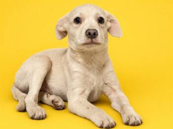 NIKO -  Terrier and Mixed Breed Dog for Adoption in Doral, Florida - NIKO | PetCurious