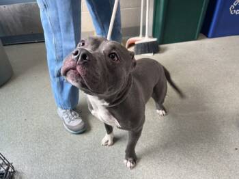 Rescue Mixed Breed Dogs for Adoption in New York, New York - Buck | PetCurious