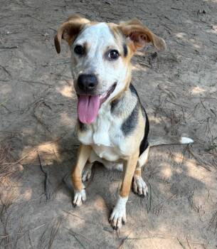 Bella -  Beagle Dog for Adoption in Little Rock, Arkansas - Bella | PetCurious