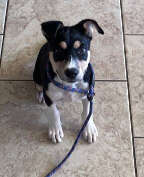 Rescue Pit Bull Terrier and Mixed Breed Dogs for Adoption in Fayetteville, Arkansas - Kala | PetCurious