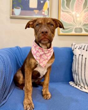 Dew Rainbow -  Pit Bull Terrier and Staffordshire Bull Terrier Dog for Adoption in Friendswood, Texas - Dew Rainbow | PetCurious
