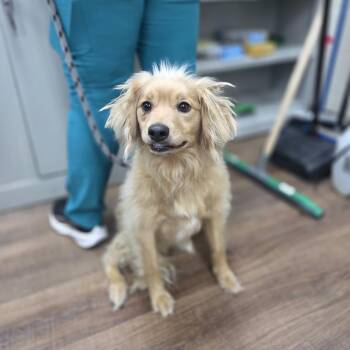 Taki -  Golden Retriever and Mixed Breed Dog for Adoption in Incline Village, Nevada - Taki | PetCurious