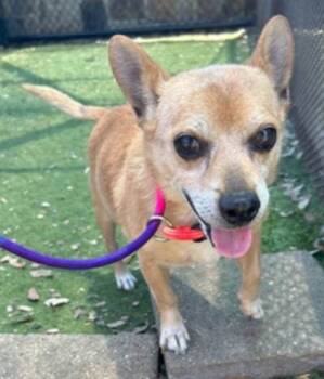 Rescue Chihuahua Dogs for Adoption in Holbrook, New York - RUDY | PetCurious