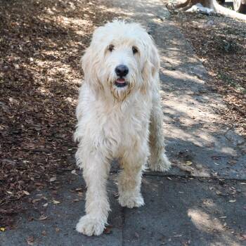 CHARLOTTE -  Poodle and Yellow Labrador Retriever Dog for Adoption in Richmond, California - CHARLOTTE | PetCurious