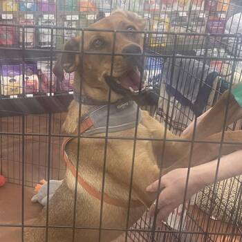 Chestnut -  Terrier and Rottweiler Dog for Adoption in Chandler, Arizona - Chestnut | PetCurious