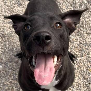 Rescue Pit Bull Terrier Dogs for Adoption in Jefferson, Wisconsin - Dutch Braid | PetCurious