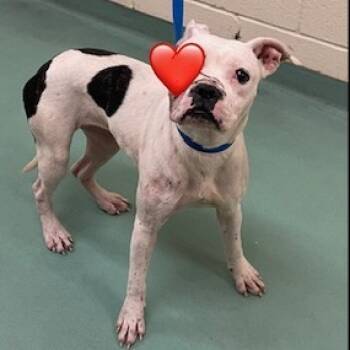 Rescue Mixed Breed Dogs for Adoption in Memphis, Tennessee - Winter | PetCurious