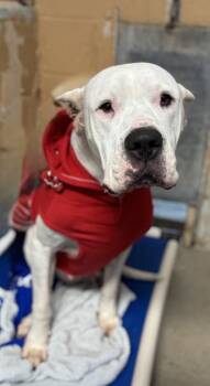 Rescue Dogo Argentino and Mixed Breed Dogs for Adoption in Madera, California - Tina | PetCurious