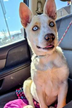 Delilah -  Mixed Breed Dog for Adoption in Exshaw, Alberta - Delilah | PetCurious