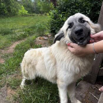 Great Pyrenees and Shepherd Dogs Available for Adoption in Blue Ridge, Georgia - Cleo | PetCurious