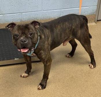 Lucky Charms -  Mixed Breed Dog for Adoption in Chamblee, Georgia - Lucky Charms | PetCurious