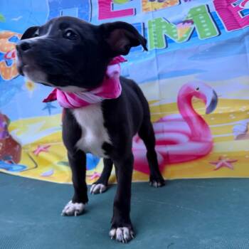 Boxer Dogs Available for Adoption in Aledo, Texas - Raven | PetCurious