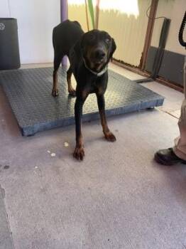 Doberman Pinscher and Mixed Breed Dogs Available for Adoption in El Paso, Texas - 60825782 | PetCurious