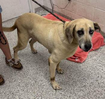 Cleo -  Hound and Mixed Breed Dog for Adoption in Kansas City, Missouri - Cleo | PetCurious