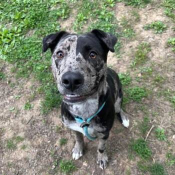 Catahoula Leopard Dog Dogs Available for Adoption in Philadelphia, Pennsylvania - Darla | PetCurious