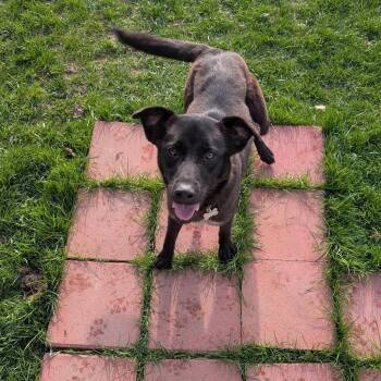 Mixed Breed Dogs Available for Adoption in Madison, Wisconsin - Roxie | PetCurious