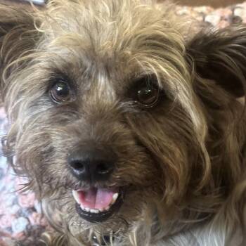 Levi -  Schnauzer and Yorkshire Terrier Dog for Adoption - Levi | PetCurious