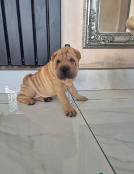 Squeak -  Shar Pei Dog for Adoption in Norco, California - Squeak | PetCurious