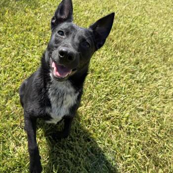 Lily -  Mixed Breed Dog for Adoption in Pearland, Texas - Lily | PetCurious