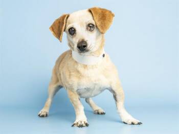 Chihuahua Dogs Available for Adoption in Phoenix, Arizona - MONSOON | PetCurious