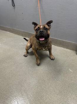 Rescue American Bulldog and Mixed Breed Dogs for Adoption in Las Vegas, Nevada - CAPPUCCINO | PetCurious