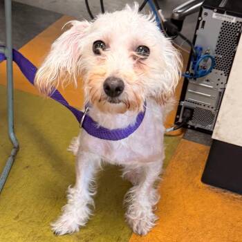 Beanie Baby -  Mixed Breed Dog for Adoption in Philadelphia, Pennsylvania - Beanie Baby | PetCurious